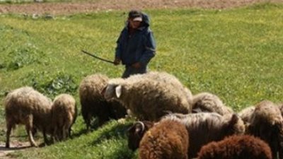 إصابة راعى أغنام بحروق من الدرجة الثانية صعقا بالكهرباء في جمصة