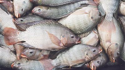 عبده عثمان: نفوق الأسماك بالمزارع السبب في ارتفاع أسعار البلطي