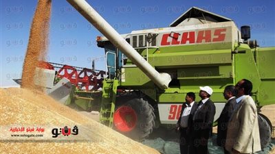 محافظ السويس يشهد حصاد 300 فدان قمح