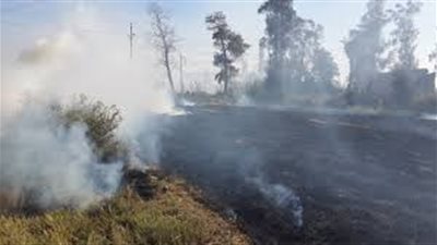 «البيئة»: أنتجنا 110 آلاف طن سماد عضوي من قش الأرز