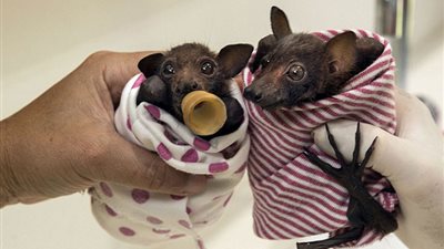 بالصور.. أستراليا تخصص مستشفى لعلاج 