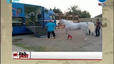 الزراعة: عودة تصدير الخيول من مصر للدول الأوروبية والأردن (فيديو)