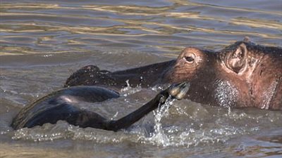 بالصور.. فرس النهر يفترس حيوانا بريا في المياه