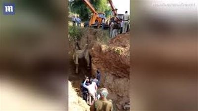 بالفيديو والصور.. إنقاذ فيل سقط في بئر عميقة