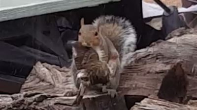 سنجاب يلتهم طائرا في مشهد مرعب (فيديو)