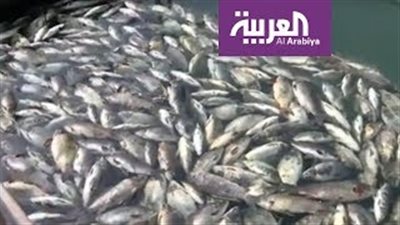 نفوق أسماك نهر الفرات بسبب المياه الملوثة (فيديو)