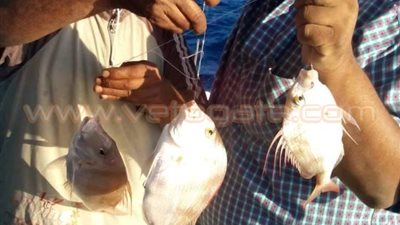 بالصور.. «مطاى» يحصد لقب الكونفيدرالية العربية لصيد الأسماك بالغردقة