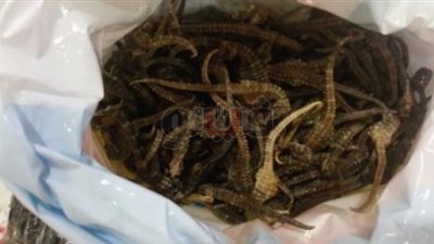 ضبط راكب عرض رشوة على أمن مطار القاهرة لتهريب 12 كيلو فرس بحر