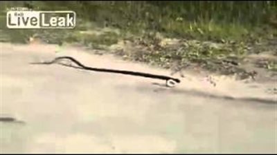 بالفيديو.. ثعبان يرقص على أنغام موسيقى صاخبة