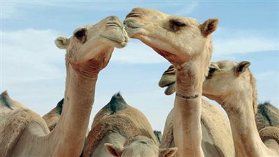 الإفراج عن شحنة 4025 رأس إبل قادمة من السودان إلى أسوان