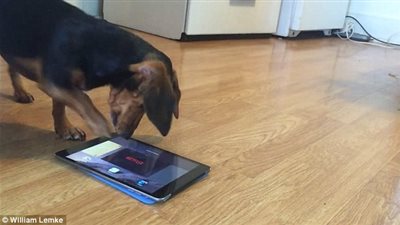 بالفيديو والصور.. لعبة على جهاز «آيباد» تثير جنون كلب