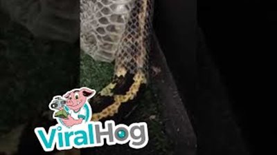 أفعى بايثون ضخمة تغير جلدها في مشهد مذهل (فيديو)