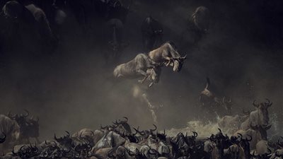 أقوى الصور المشاركة في مسابقة «سميثسونيان» للتصوير الفوتوغرافي