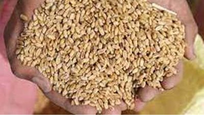 التموين: استلام  175 ألف طن قمح بـ20 موقعا في كفر الشيخ