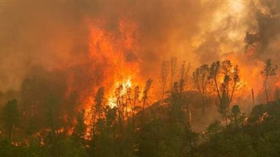 إخماد حريق هائل بـ «كرم نخيل» في الأقصر