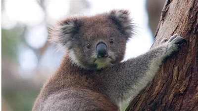 «أمل جديد».. اكتشاف جهاز للتعرف على الوجه لحيوان الكوالا