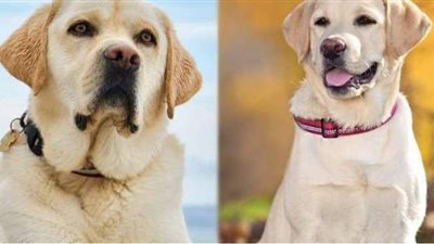 حزن عليهما بشدة.. نوع ومواصفات كلبي حراسة فيلا سيد رجب بعد قتلهما