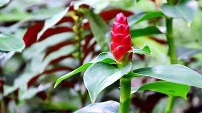 «القسط الهندي» عشبة تستخدم لوقف نمو الميكروبات المسببة لفساد الغذاء.. تحتوي على مجموعة واسعة من المركبات.. ولا تسبب أضرارا