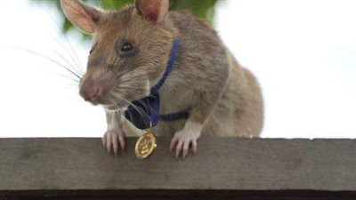 أنقذ حياة المئات.. قصة فأر تستخدمه كمبوديا للكشف عن الألغام