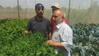 الإرشاد الزراعي ينظم ندوات ولقاءات توعية لمزارعي المنيا والإسكندرية