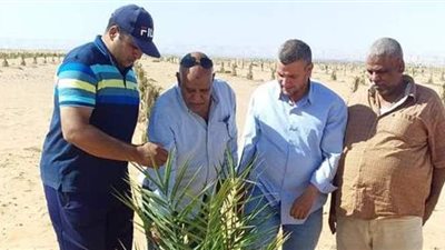 الزراعة تستعد لافتتاح مزرعة إرشادية جديدة لمزارعي النخيل في الداخلة