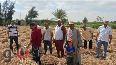 الانتهاء من حصاد القمح بالقنطرة شرق الإسماعيلية| صور