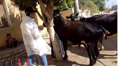 تحصين 110 آلاف رأس ماشية ضد الجلد العقدي وجدري الضأن ببني سويف