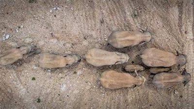 15 فيلا آسيويا يتجولون في ضواحي مدينة صينية