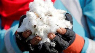 زراعة البرلمان توافق على مشروع قانون بدمج صندوق تحسين الأقطان المصرية