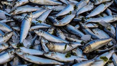 الثروة السمكية: زيادة حجم الإنتاج لـ 2.5 مليون طن في 2025