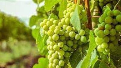 تفسير حلم أكل العنب في المنام وعلاقته بالمال والسلطة