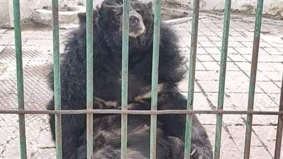 حديقة حيوان الإسكندرية تكشف حقيقة صورة دب أثارت الغضب