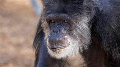 لم يترك وراءه ذرية.. نفوق أكبر شمبانزي معمر في أمريكا عن 63 عاما | فيديو