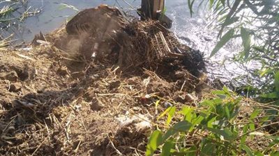 البيئة: رفع 13 حمارا نافقا من مصرف في المنوفية