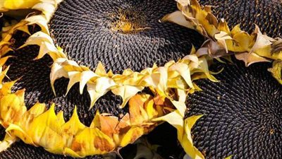 الزراعة : تقاوي عباد الشمس متوافرة في منافذ 4 محافظات