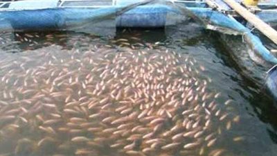 الاحصاء: 5.4٪ زيادة فى الإنتاج السمكى عام 2019