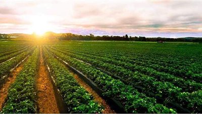 الزراعة : استصلاح مليون فدان في الدلتا الجديدة خلال العامين المقبلين