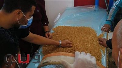 توريد 234 ألفا و575 طن قمح للشون والصوامع في بني سويف