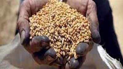 جزء من المعونة.. القمح الأمريكي يصل السودان