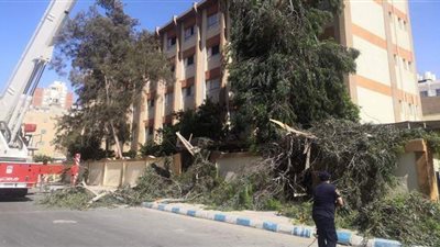 إزالة شجرة طولها ٢٠ مترا قبل سقوطها على طلاب مدرسة بمطروح | فيديو