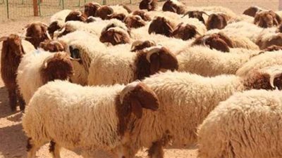 أسعار الأضاحي مع اقتراب عيد الأضحى