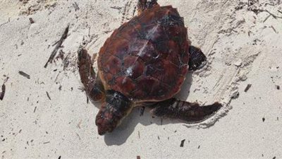 إنقاذ سلحفاة مهددة بالانقراض من الاختناق بشواطئ الساحل الشمالي | فيديو