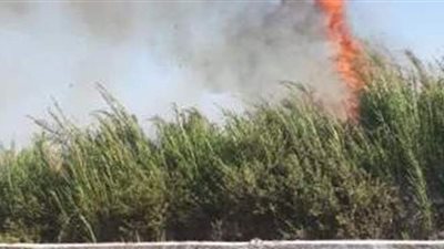 إخماد حريق أشجار ومخلفات بالفسطاط