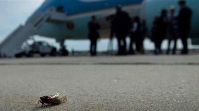 لحظة تعطل طائرة صحفيي البيت الأبيض بسبب حشرة الزير | فيديو