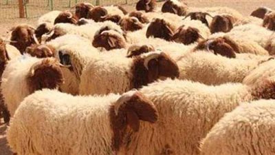 أخبار الاقتصاد اليوم: أسعار الأضاحي مع اقتراب العيد.. البورصة تخسر 928 مليون جنيه بختام الأسبوع.. تحديث قاعدة بيانات التصديري للأثاث