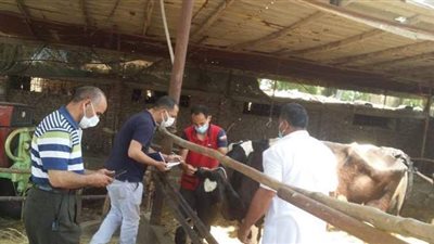 مع اقتراب عيد الأضحى.. أسعار المواشي اليوم الجمعة 11-6-2021