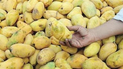 موسم صعب على محبي المانجو.. تقرير رسمي يكشف تراجع الإنتاجية بنسبة 85% بسبب المناخ