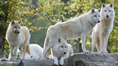 لأول مرة منذ 80 عامًا.. ولادة ذئاب في ولاية كولورادو الأمريكية