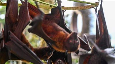 كارثة جديدة من بكين.. الصين تعلن عن وباء جديد أصعب من كورونا وسريع الانتشار