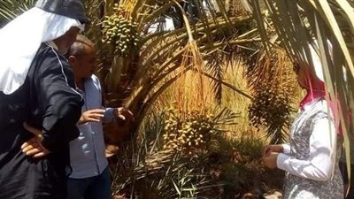 المركزي للنخيل ينظم مدارس حقلية في عدد من المحافظات للنهوض بمحصول التمر